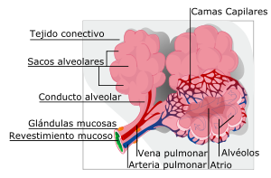 diagrama de los alveolos